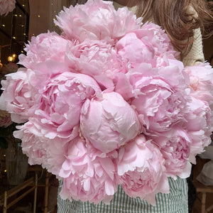 Pink Peony Cloud